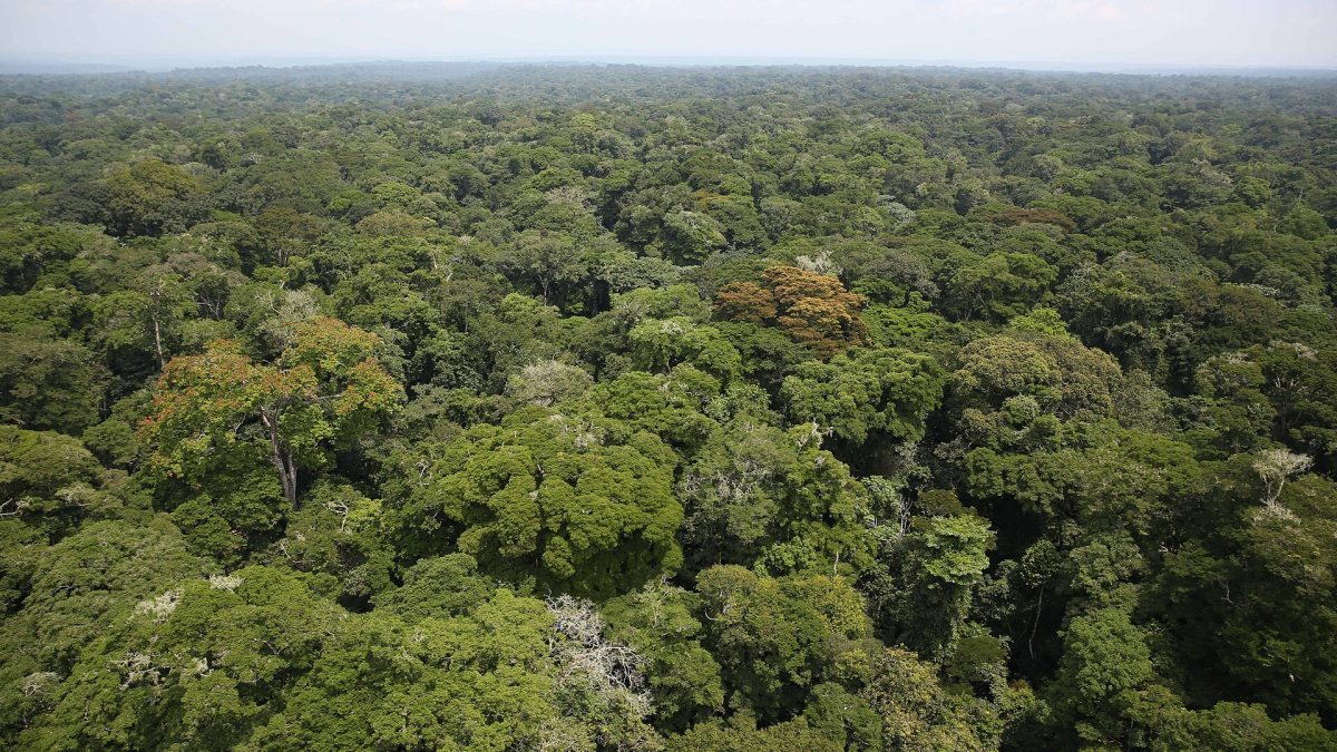 Bassin du Congo : la déforestation rattrape celle de l’Amazonie