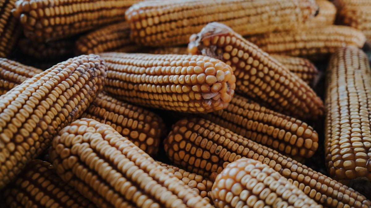 Un maïs à la fois productif et résistant aux aflatoxines